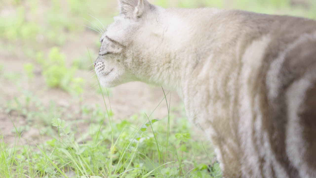 Grey Cat in the Grass