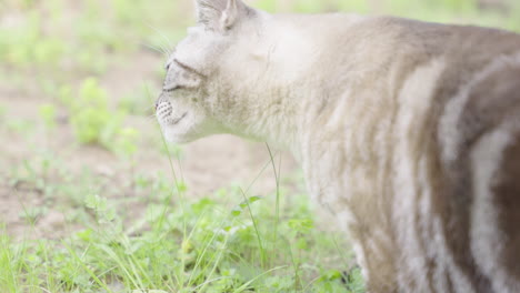grey cat in the grass