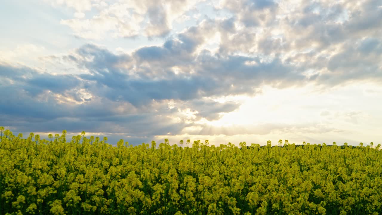 Wide establishing of rapeseed crops under cloudy dramatic sky in green yellow field setting, natural backdrop
