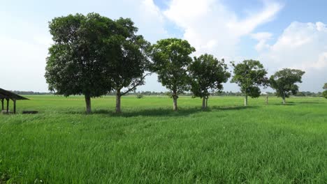 panning the green trees beside little hut