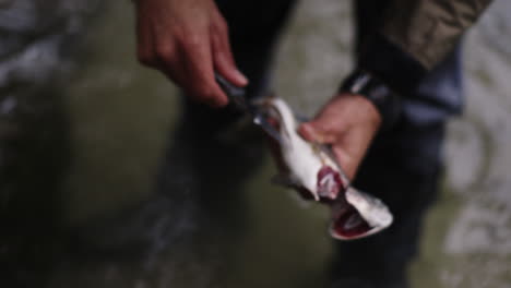 preparing a freshly caught trout