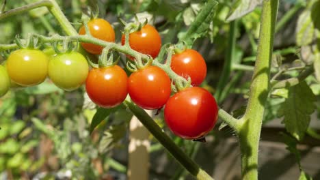 a bunch of ripening tomatoes on a tomato bush in the sun