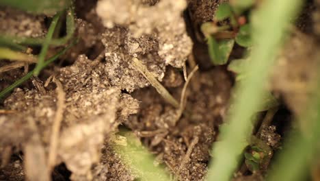 Top-down-view-of-disturbed-fire-ant-mound---slowly-panning-over-broken-dirt---grass,-ants-seen-underneath-running-about