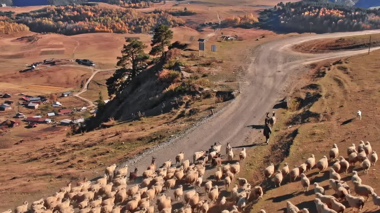 Shepherds guide a large flock of sheep along a road in Georgia