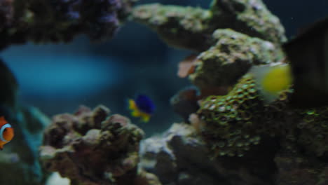 Bunte-Fische-Im-Aquarium,-Clownfische,-Die-Mit-Exotischen-Meereslebewesen-Schwimmen