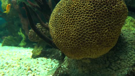 hermosos peces de arrecife de colores bajo el agua