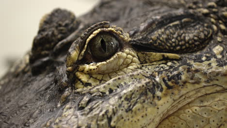 american alligator face - extreme close up on eye