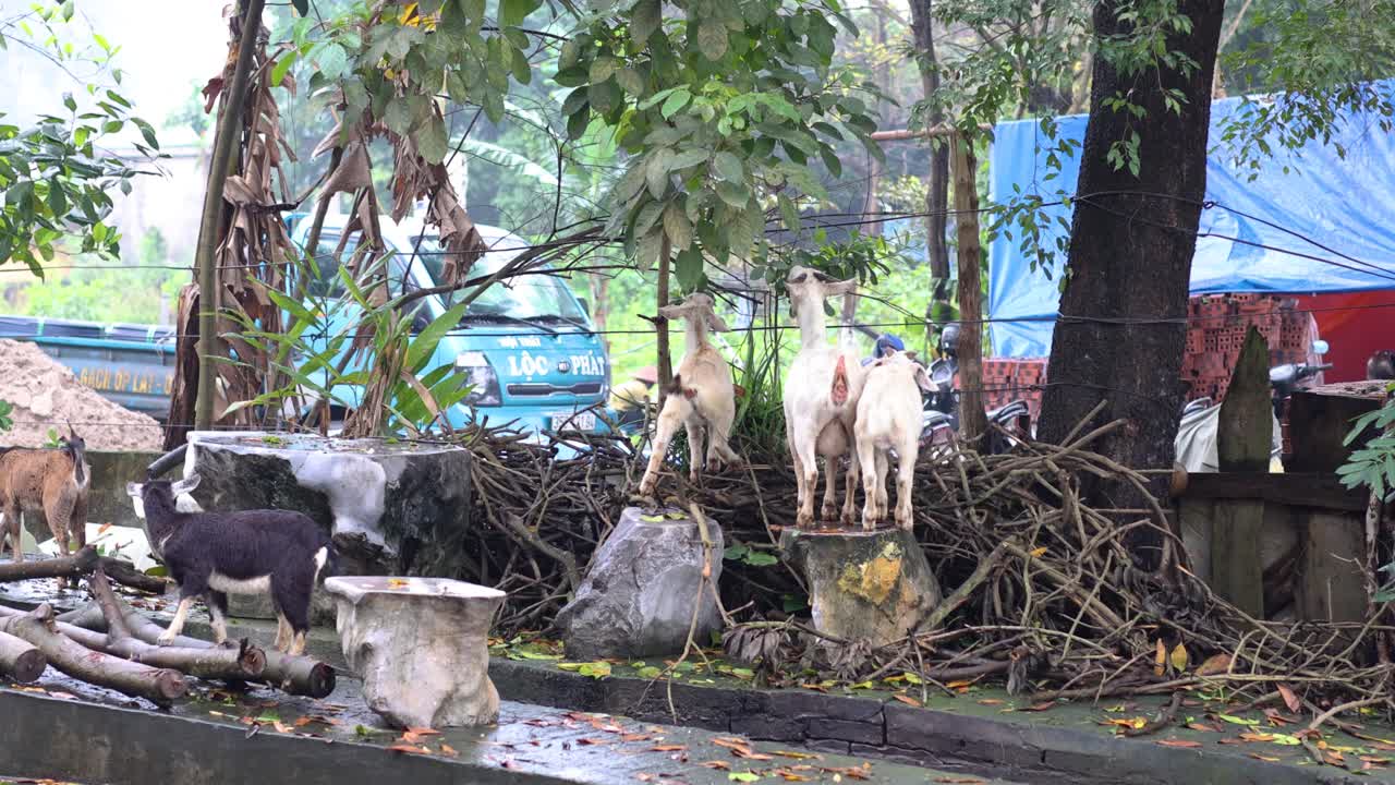염소들이 먹고 잔해와 식물 사이를 이동하고 있습니다.