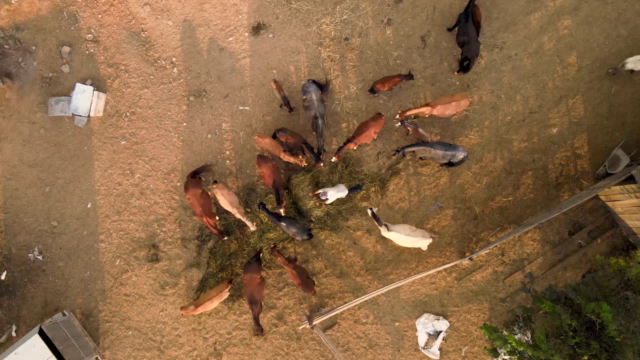 건초 두루마리로 말에게 먹이를 주는 농부