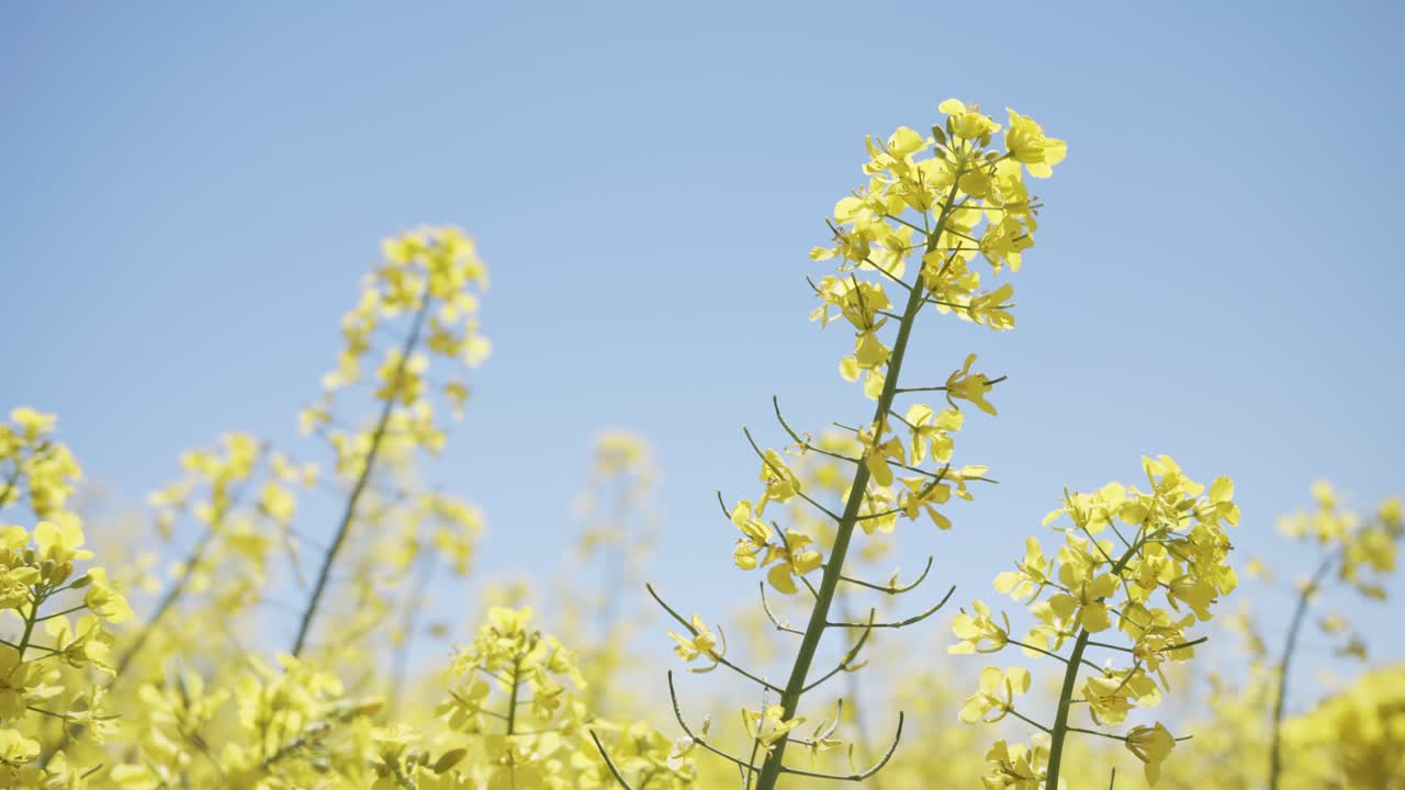 A static, low-angle shot captures bright yellow rapeseed flowers gently swaying in the wind. The vibrant crop stands out against a clear, endless blue sky on a sunny day