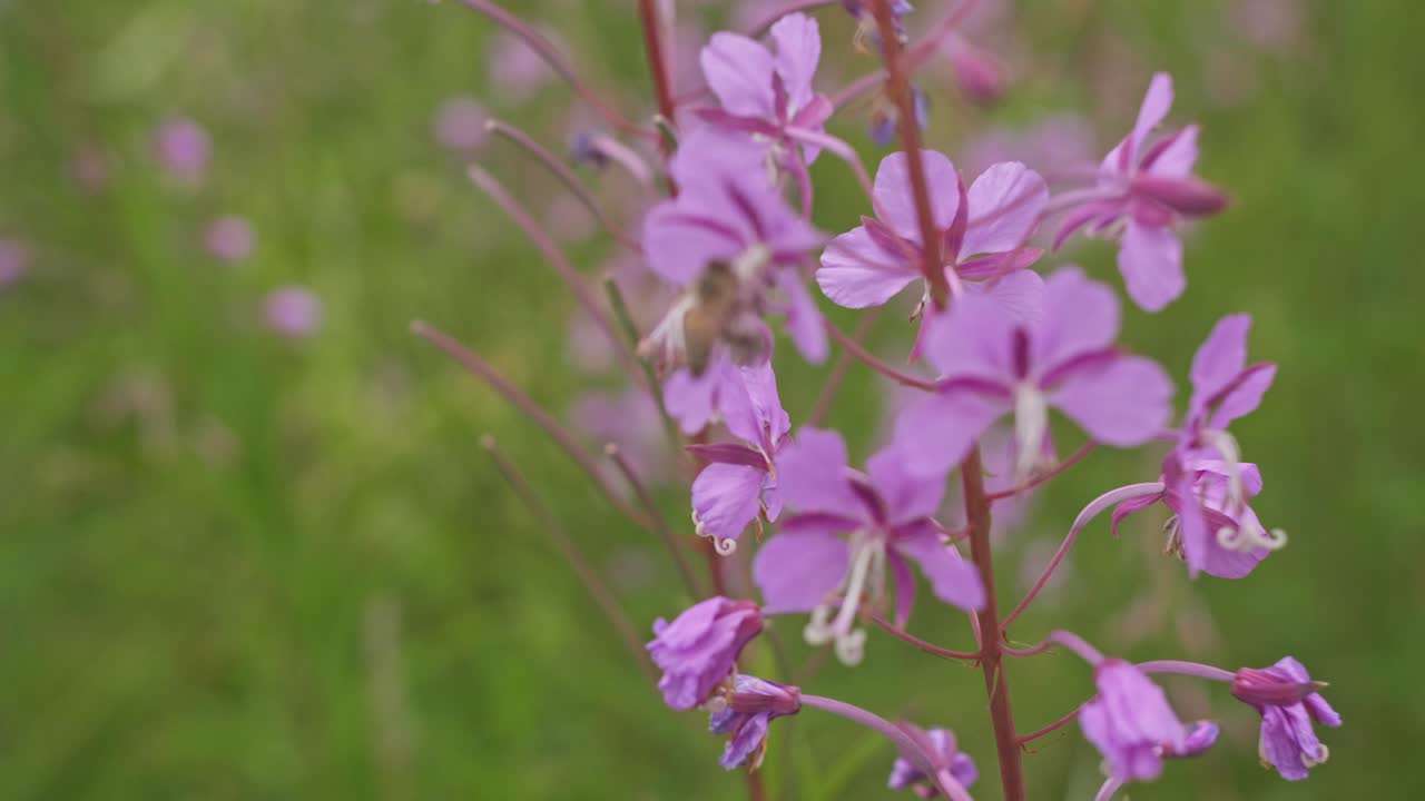 las flores de la hierba de fuego y una abeja ocupada