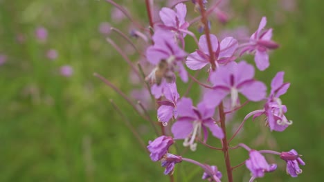 Weidenröschenblüten-Und-Eine-Fleißige-Biene