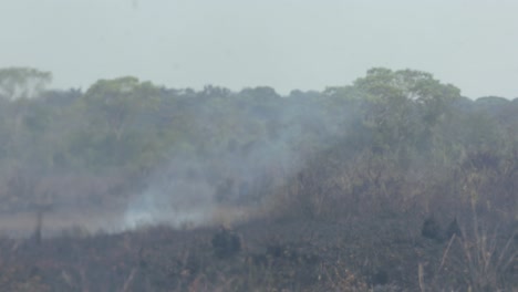 wildfires caused by deforestation destroy the amazon rainforest