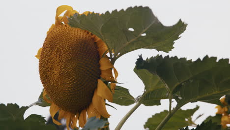 Primer-Plano-Estático-De-Un-Gran-Girasol-En-El-Jardín-De-Una-Casa