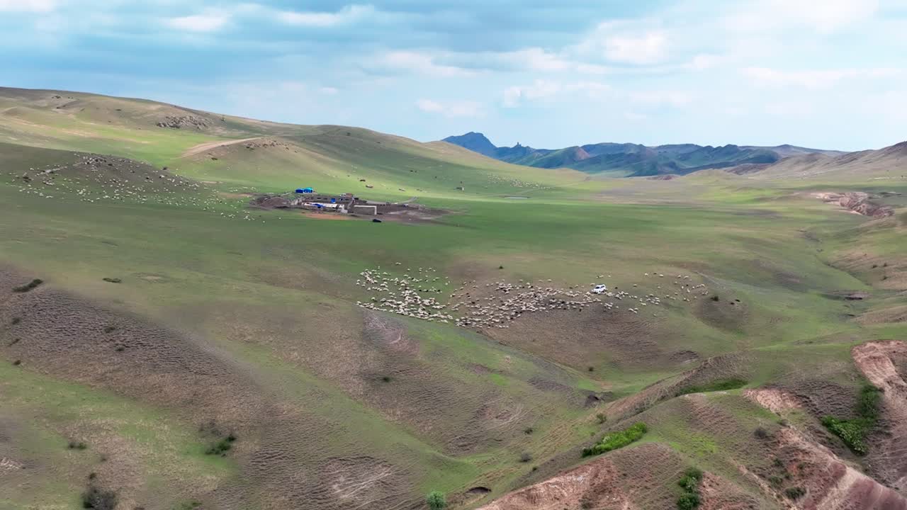 아름다운 조지아 산맥 에 있는 양 들 의 무리 - 드론 촬영
