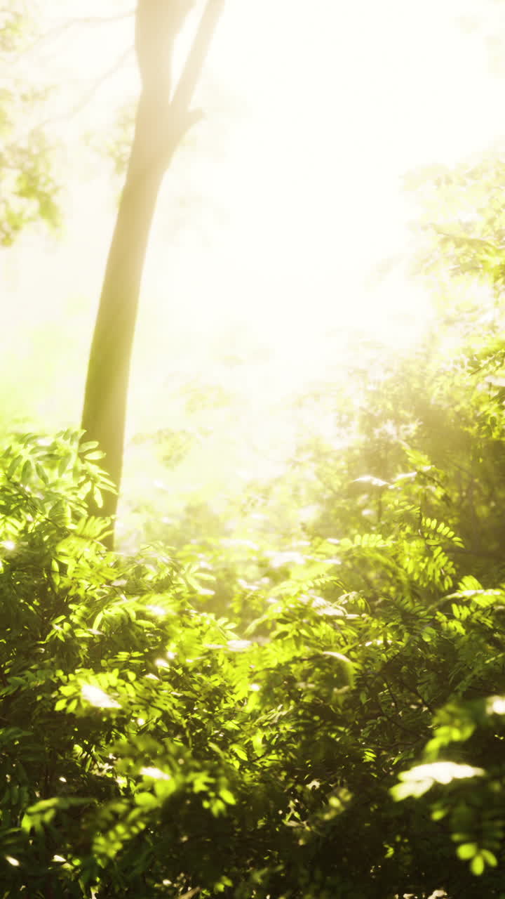 빛이 푸른 숲의 나무들을 가로질러 흐르고 있습니다.