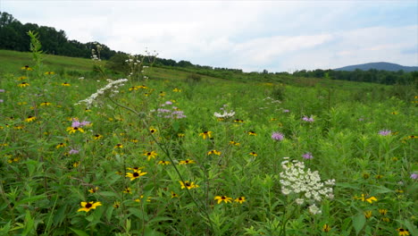 a field of wild flowers blooming in the summer