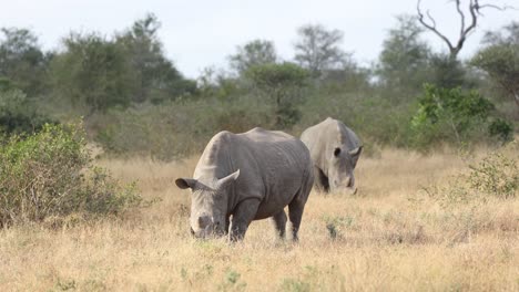 two white rhinos grazing in the greater kruger during the dry season