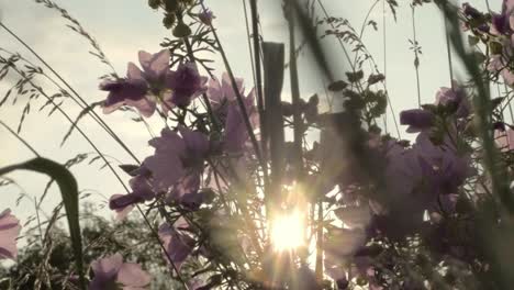 field of pink flowers in a countryside meadow blowing in a summer breeze