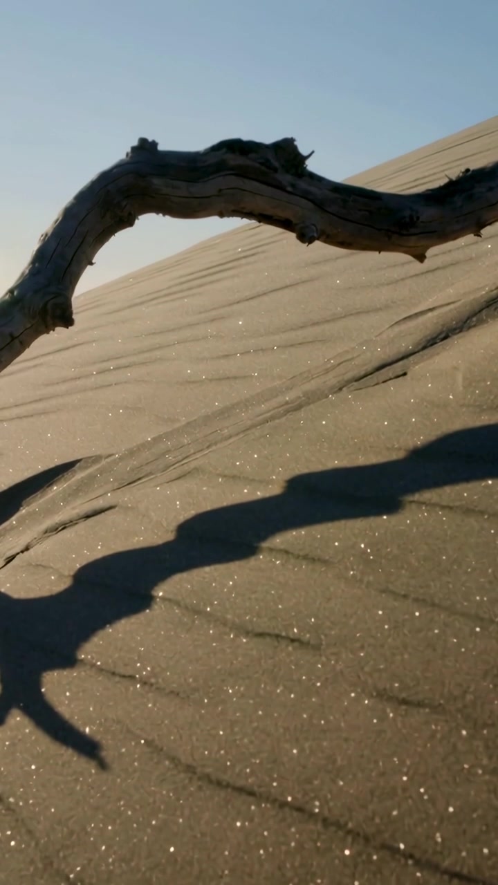 Video verticale: Telecamera che si inclina, rivelando un ramo di legno trasportato dalla corrente in ombra sulle increspature delle dune per catturare la luce.