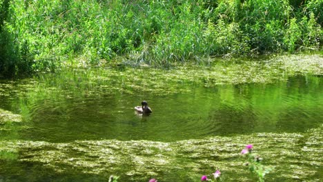 lone duck swimming