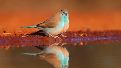 a close full body shot of three blue waxbills and their reflections while drinking, greater kruger