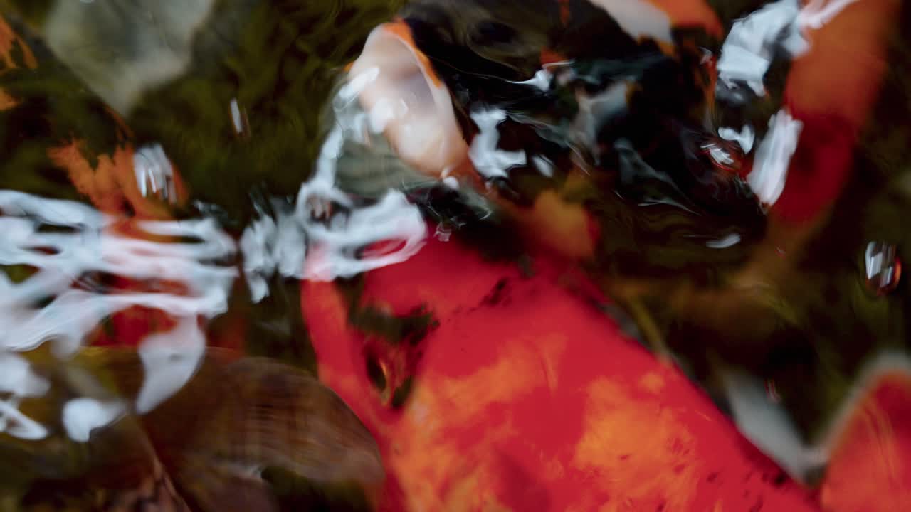 pez koi nadando en un estanque