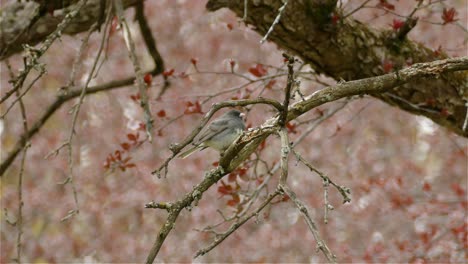 Dunkeläugiger-Junco,-Der-Auf-Einem-Ast-In-Einer-Herbstlichen-Umgebung-Steht