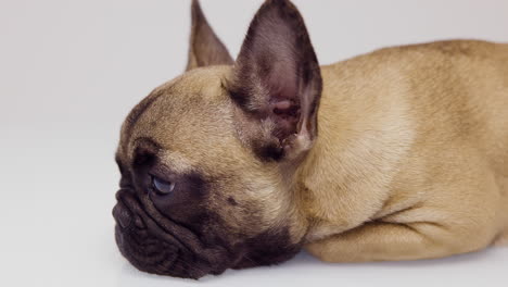 un lindo cachorro de bulldog francés de mascota