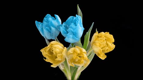 beautiful yellow and blue tulips flowers background. beautiful bouquet of tulips flowers a black background. timelapse of yellow and blue tulips flowers opening. spring, mother's day, valentine's day, holiday, love, birthday, easter backgro