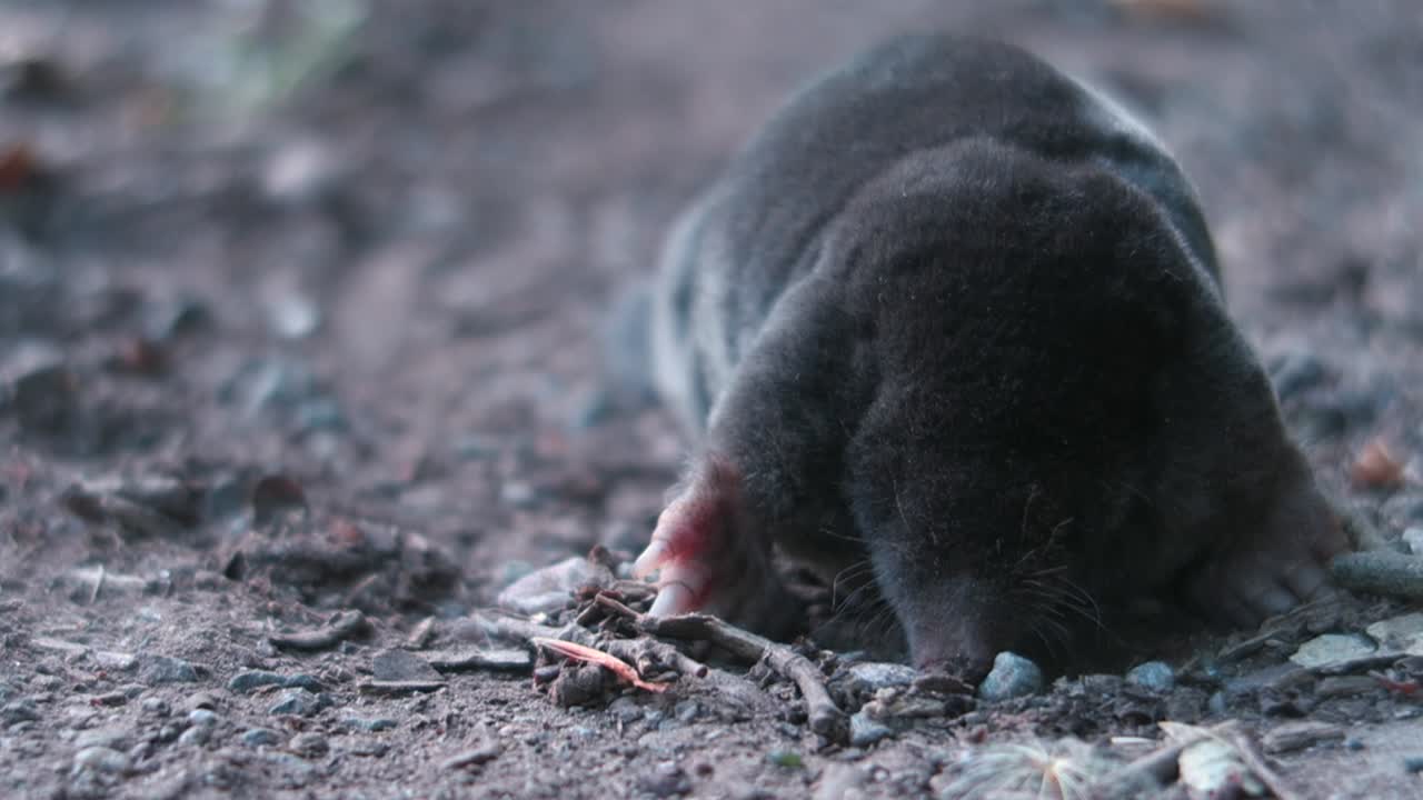 마당에 있는 두더지 동물