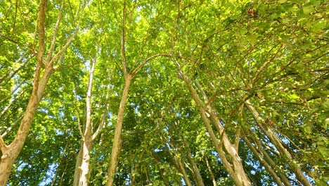 sunlight shines through lush green tree canopy