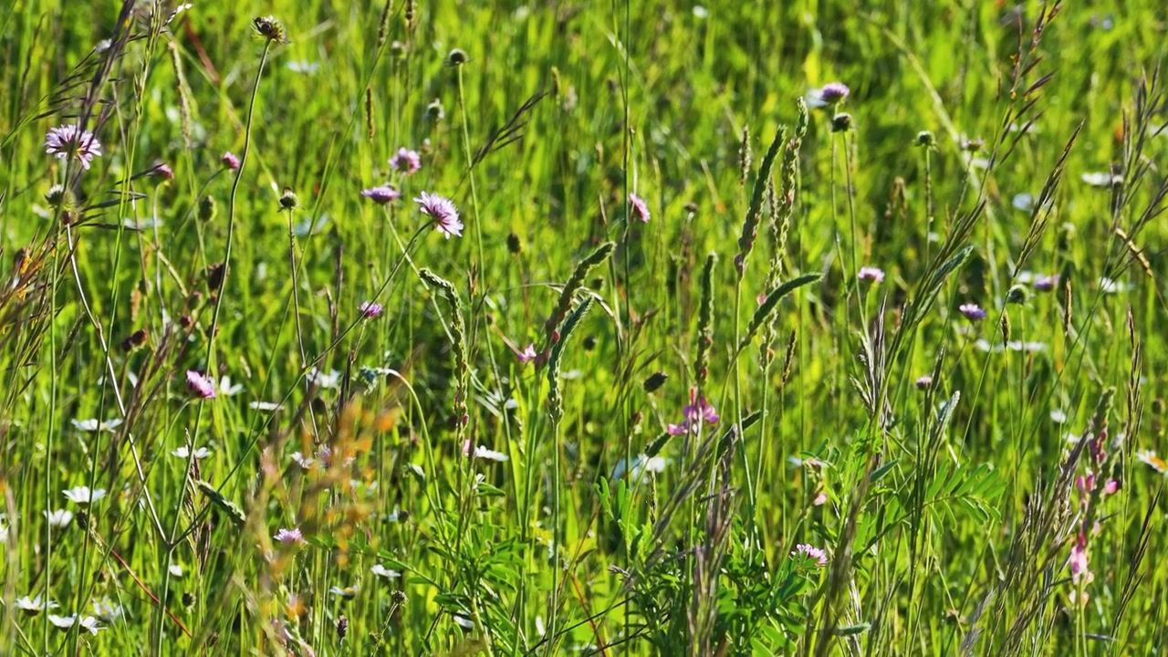Un'inquadratura ampia e statica cattura margherite bianche e scabiosa viola che ondeggiano nell'erba verde.