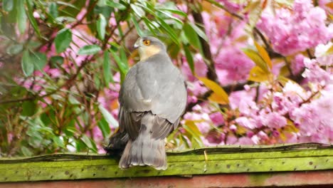 watchful male grey sparrow hawk sitting on garden fence with fresh killed blackbird