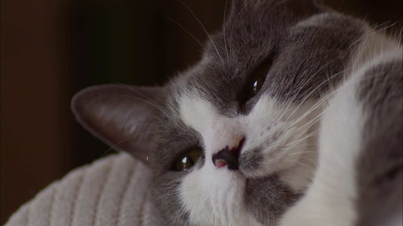 Ritratto ravvicinato di un gatto grigio e bianco che sbatte le palpebre.