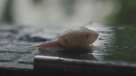 A-close-up-view-of-a-snail-crawling-on-a-wet-surface,-showcasing-its-shell-and-antennae,-with-a-blurred-natural-background