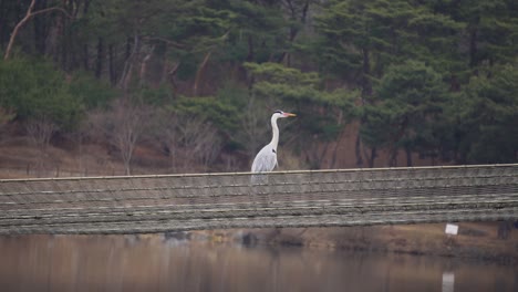 Großer-Reiher,-Der-Auf-Dem-Netz-über-Dem-See-Steht-Und-Dann-Auf-Waldhintergrund-Südkorea-Fliegt