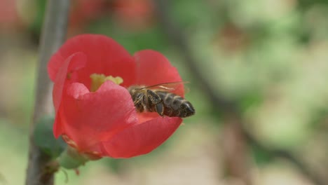 Colección-De-Acabado-De-Abejas-De-Néctar-De-Flor-De-Membrillo-Japonés,-Cámara-Lenta