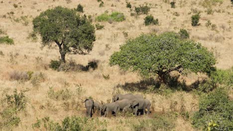 Herd-of-African-elephants-in-savannah-landscape,-Kruger-National-Park,-South-Africa