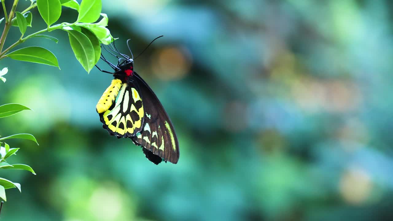 Farfalla che si poggia su una foglia verde