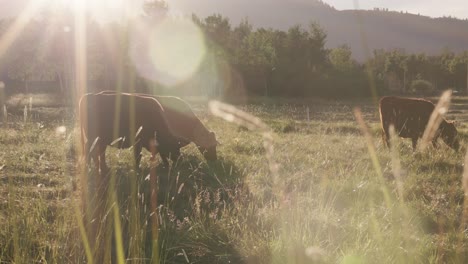 brown cows graze grassy fields at sunset