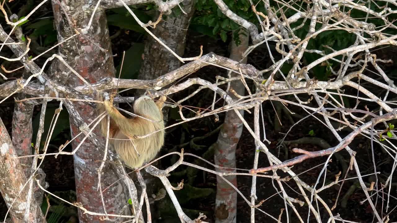 An unique aerial perspective captures a wild two-toed sloth moving slowly among the high branches of a tropical tree at sunset in Puerto Viejo de Talamanca, Costa Rica