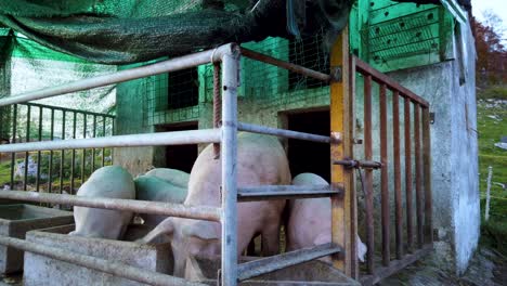 caged pigs feeding on their food