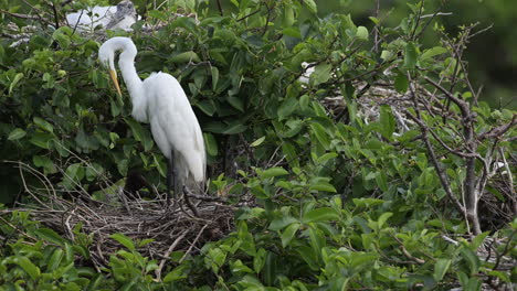 Großer-Weißer-Reiher,-Der-Seine-Federn-Im-Zuchtgefieder-Putzt,-Florida,-Usa