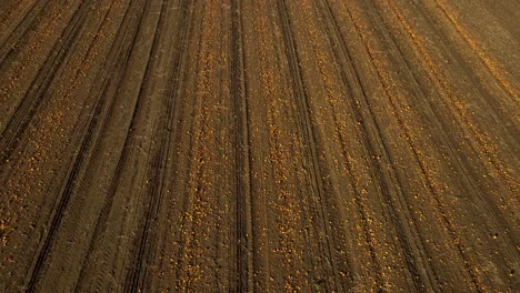 Flying-Over-Pumpkins-Ready-For-Harvesting-In-The-Field---drone-shot