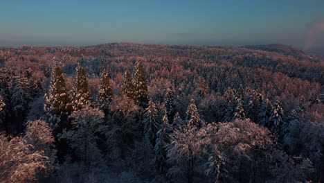 Volando-Sobre-Un-Hermoso-Bosque-De-Invierno-A-La-Luz-Del-Amanecer