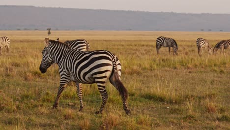 Zeitlupe-Einer-Zebraherde-Beim-Gehen,-Afrikanische-Tiere-Auf-Wildtiersafari-In-Der-Masai-Mara-In-Kenia-In-Der-Masai-Mara-Im-Wunderschönen-Sonnenuntergangslicht-Der-Goldenen-Stunde,-Steadicam-Tracking-Gimbal-Schwenkaufnahme