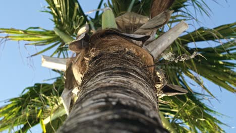 handheld video shows of palm tree