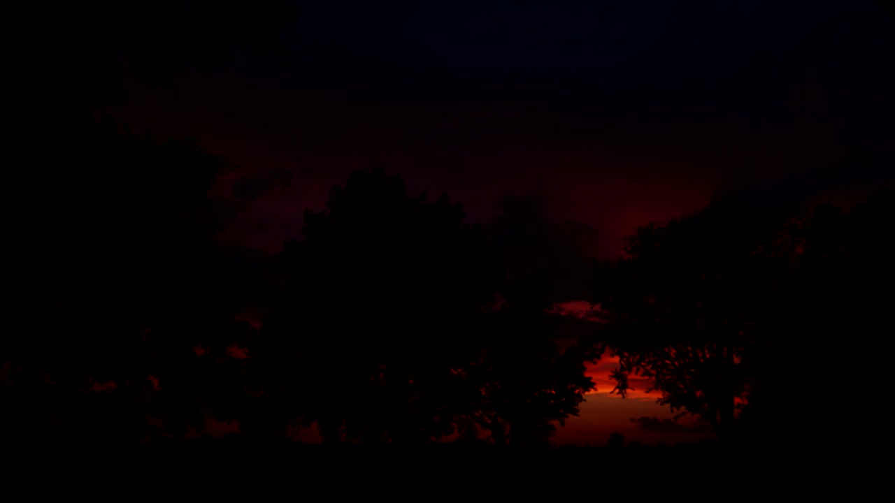 나무의 실루엣으로 일몰 시간 경과