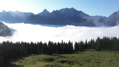drone orbit above grazing cows in nature alpine landscape of austria. mountains above the clouds.